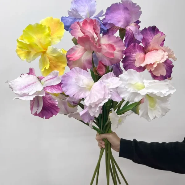 ดอกไอริสXCก้านยาว