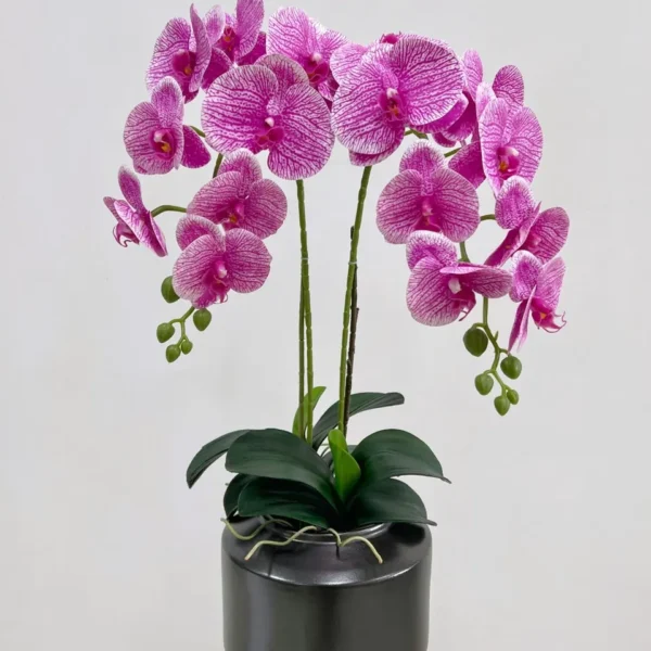 ฟาแลนเคลือบRXx9ก้านยาวม่วงอ่อนรวม