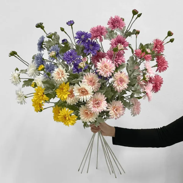 เบญจมาศเกาหลีHFก้านยาว