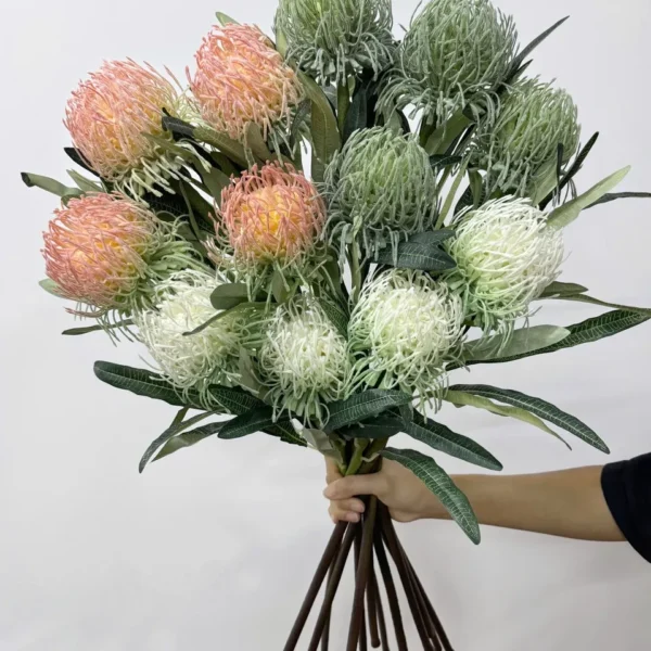 โพรเทียHCx1