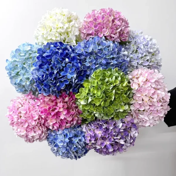 ไฮเดรนเยียLMx1ใหญ่